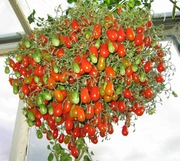 Pomidor Megagroniasty czerwony nasiona kolekcjonerskie