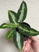 Aglaonema Pictum Argentum Stiria - welwetowe liście , wys.13 cm  - rzadkość