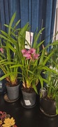 Cymbidium burgundowy kwiat
