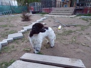 Reproduktor pudel miniaturowy biało/ czarny, oferta krycia