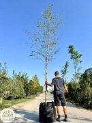 Betula nigra, brzoza nadrzeczna, obwód 14-16cm, donica 90l