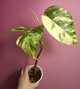 Epipremnum pinnatum Variegata