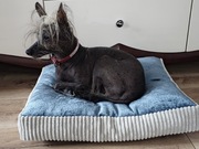 Materac dla psa 40x50x8cm Legowisko