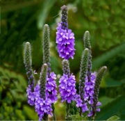 Werbena sztywna Verbena stricta 20n