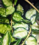 Hoya Lacunosa Queen Midori - sadzonki cięte
