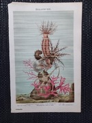 Holothurie - chromolitografia 1897 r.