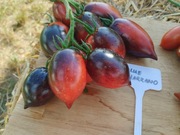 BLUE MARZANO nasiona Pomidor Kolekcjonerski