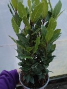 Liść laurowy sadzonki