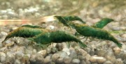 Krewetki Green Jade