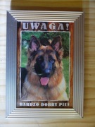 Fotografia psa w ramce metalowej