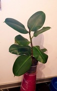 FIGOWIEC Sprężysty Ciemnozielone Błyszczące Liście Ficus Elastica Duży 49cm
