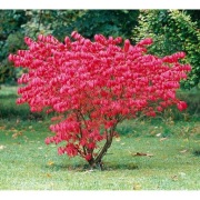 Trzmielina oskrzydlona Euonymus alatus płonący krzew 2L