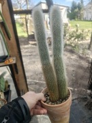 CLEISTOCACTUS STRAUSII  60cm