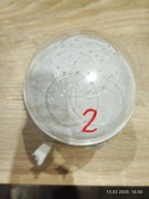 Muszki owocówki nieloty D. melanogaster, D. hydei GOLD