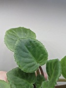 Fiołek afrykański liść RS-Mirozdanie