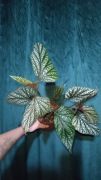 Begonia koralowa Corallina de Lucerna sadzonka z dużymi liśćmi