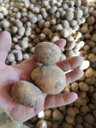 Ziemniaki (sadzeniaki) wczesne świeża odmiana aukcja dotyczy 25kilo 