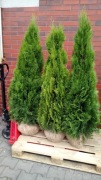 Tuja thuja szmaragd 160-170 cm
