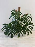 Monstera deliciosa var. sierrana - ukorzenione sadzonki