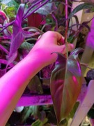 philodendron florida bronze=szczyt mniejsze liście