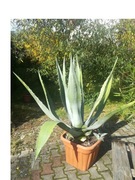 Agawa roślina duża w donicy