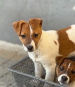 Jack Russell Terrier od # Smartie Jacks # suczka gotowa do odbioru