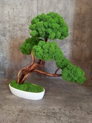 Drzewko bonsai. Mech Chrobotek.Prezent. Dekoracje wnętrz 