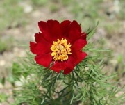Piwonia wąskolistna 'koperkowa' Paeonia tenuifolia