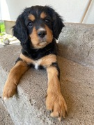 Cavalier king charles spaniel-suczki :)