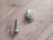 Ząb rekina sprzed 40 milionów lat i muszla