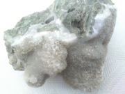 koralowiec zielony   biały 