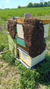 Rodziny pszczele przezimowane z ulami