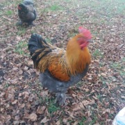 Koguty Brahma. Piękne. 8 miesięczne