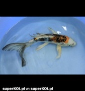 Karpie Koi - hodowla k. Poznania, sprzedaż 