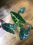 Alocasia Fryderyk Variegata