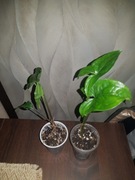 Syngonium podophyllum zroślicha Emerald Gem rewersja, regres