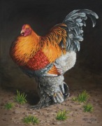 Obraz na płótnie Koguta rasy BRAHMA