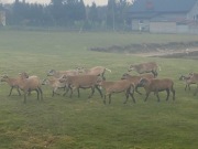 sprzedam owce kameruńskie - zdrowe zadbane idealne do małego gospodarstwa