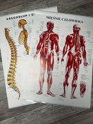 Zestaw plansz anatomicznych układu mięśniowego i nerwowego