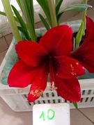 Zwartnica, Amarylis nr 10 obwód 18+cm