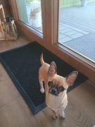 Chihuahua małeńka xxs