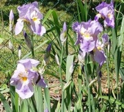 Irys - kosaciec jasny fiolet wysoki wyprzedaż 
