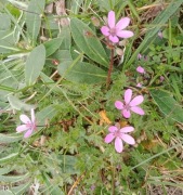 Iglica pospolita  2 szt sadzonek 