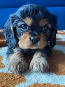 Cavalier King Charles spaniel FCI 