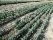 Świerk srebrny sadzonki 15-25 cm/ pospolity jodła