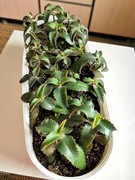 Żyworódka Pierzasta Kalanchoe Daigremontiana Lecznicza