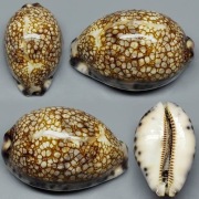 Mauritia histrio (Gmelin, 1791)