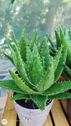 Aloes krótkolistny krokodylowyC1 litr