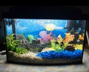 Akwarium ze sprzętem 