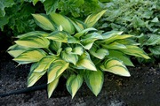 Hosta Funkia June